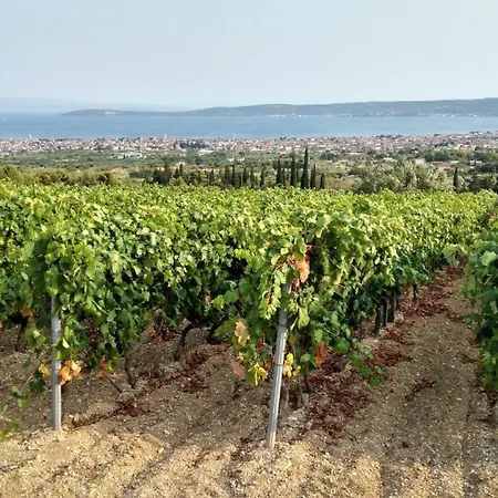 Grape Escape Kastela