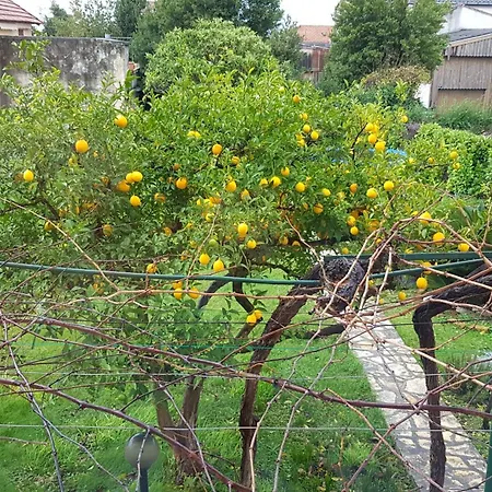 Apartment Grape Escape